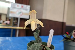 paph.concolor striatum