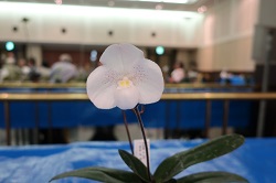 paph.niveum