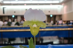 paph.charlesworthii f.album