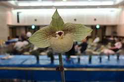 paph.malipoense