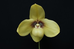 paph.hangianum