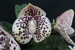 paph.bellatulum