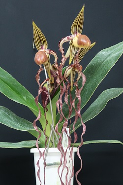 paph.sanderianum